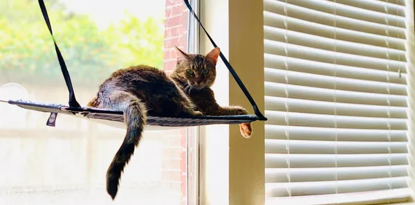 Quels stores intérieurs choisir lorsque l’on a des animaux de compagnie ?Profitez d’un intérieur adapté à nos compagnons à quatre pattes.